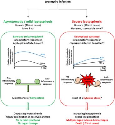 Leptospirosis Pathophysiology: Into the Storm of Cytokines